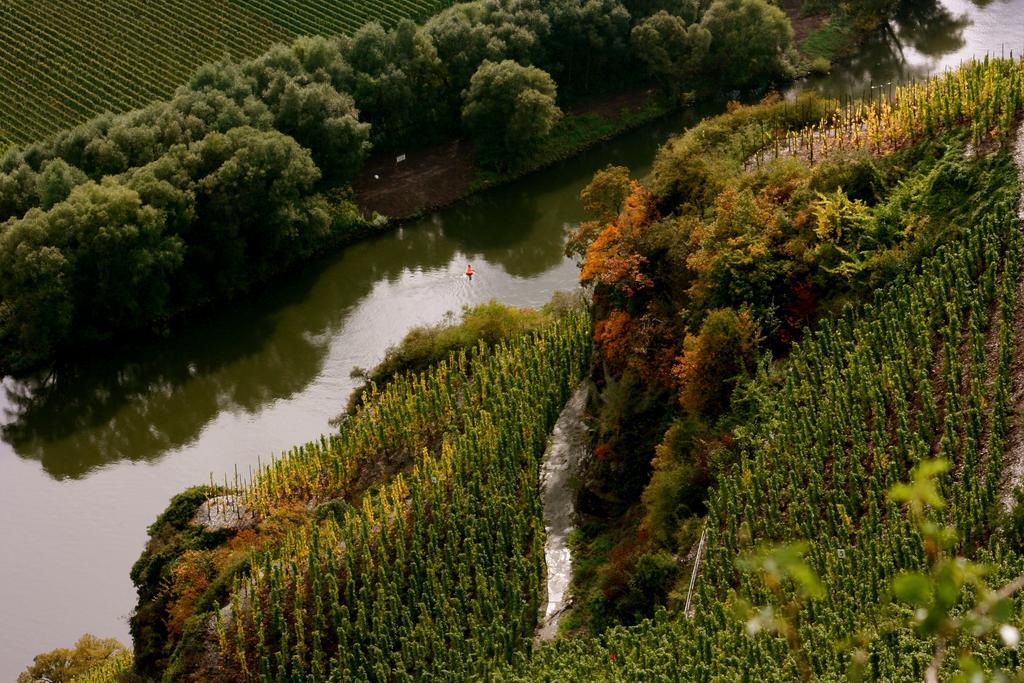 Penzion Bio-Weingut Staffelter Hof Kröv Exteriér fotografie